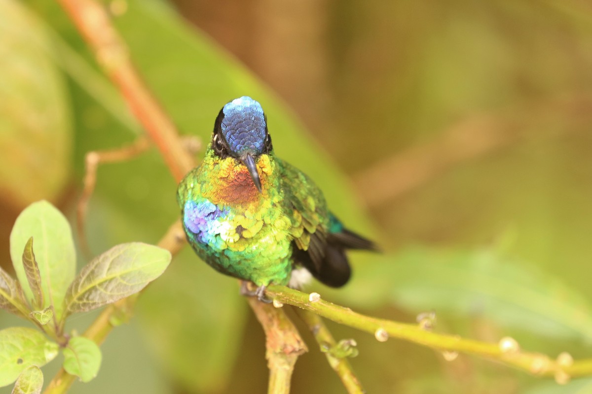ildstrupekolibri - ML646670791