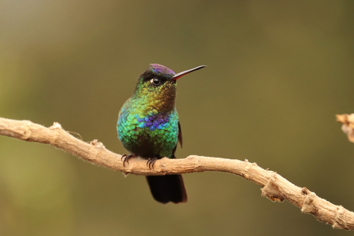 ildstrupekolibri - ML646670792