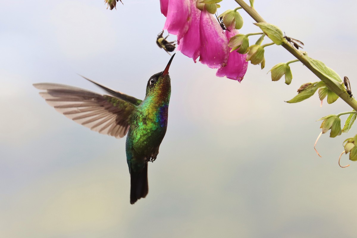 ildstrupekolibri - ML646670793