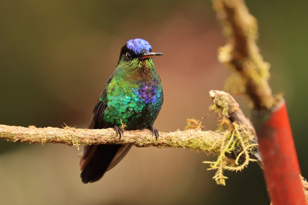 ildstrupekolibri - ML646670795