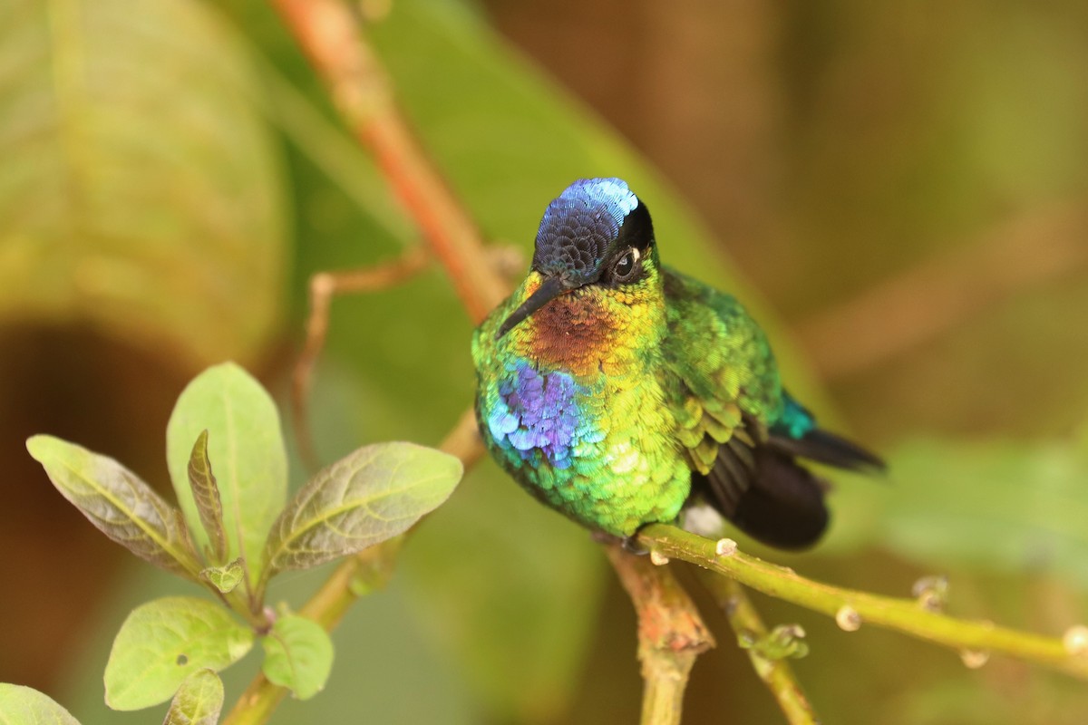 ildstrupekolibri - ML646670796