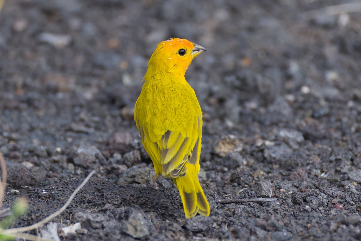 Saffron Finch - ML646670797