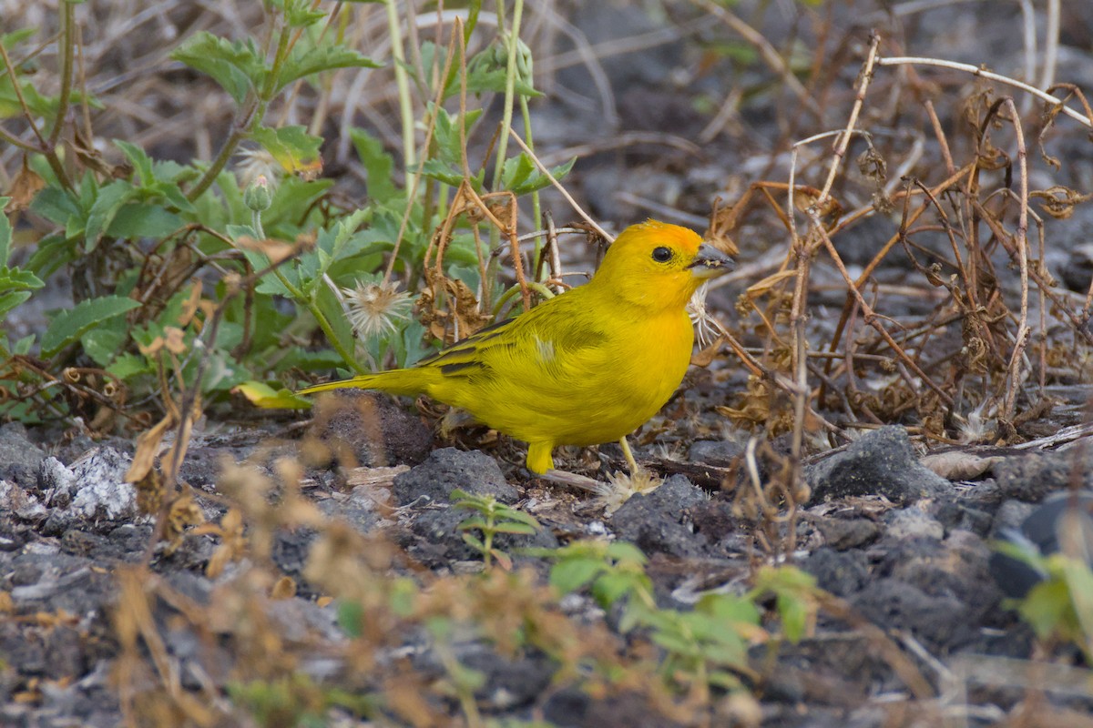 Saffron Finch - ML646670798