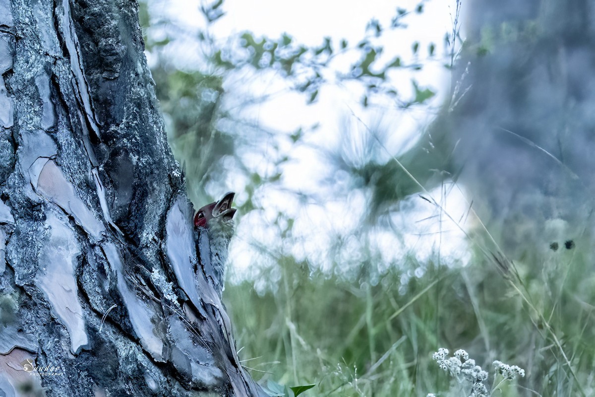 toppfasan - ML646670800