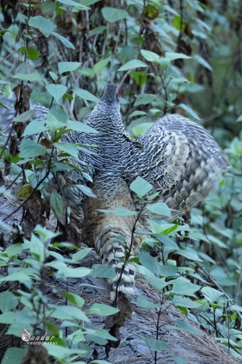 toppfasan - ML646670801