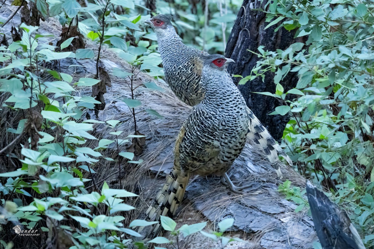 toppfasan - ML646670802