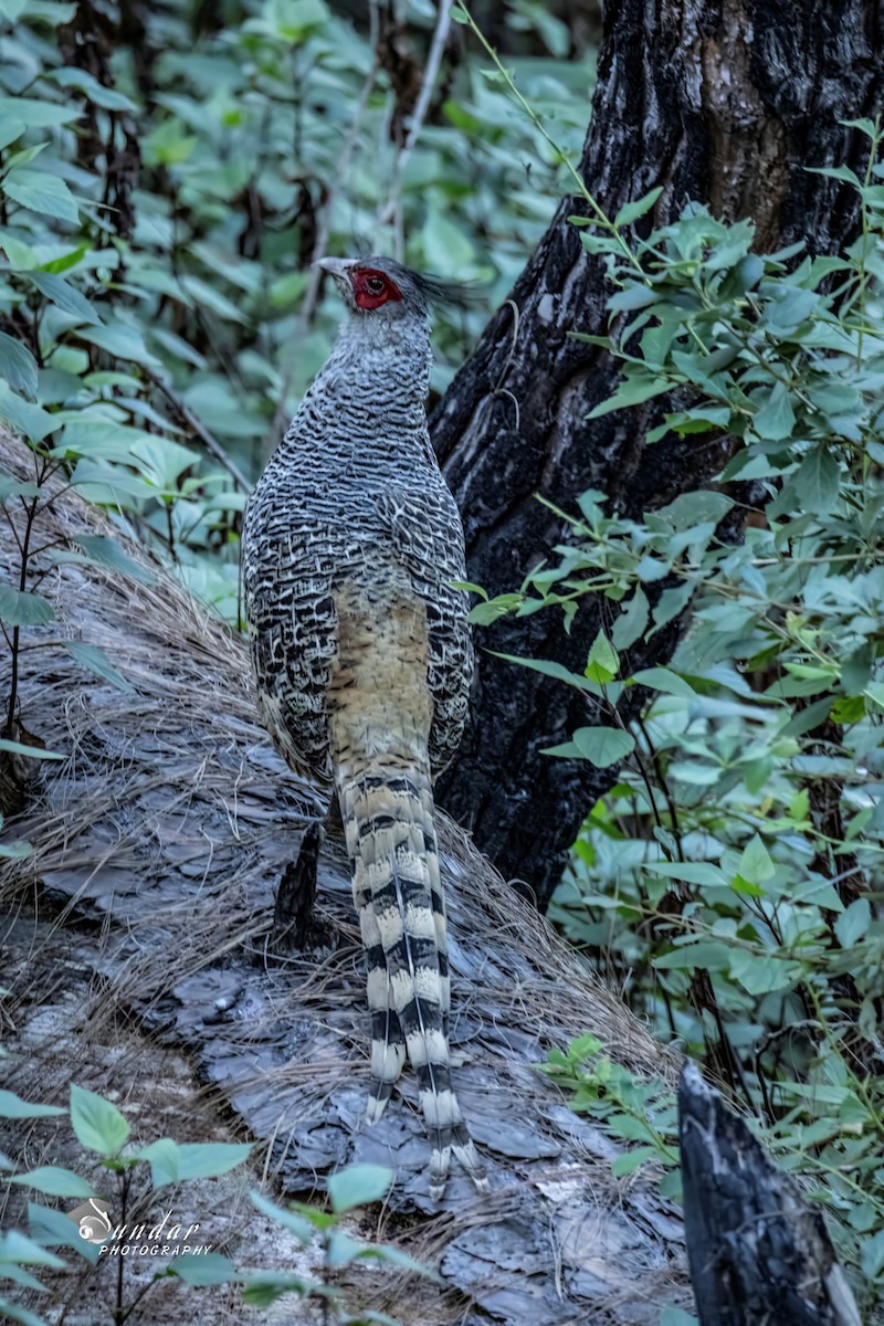 toppfasan - ML646670803