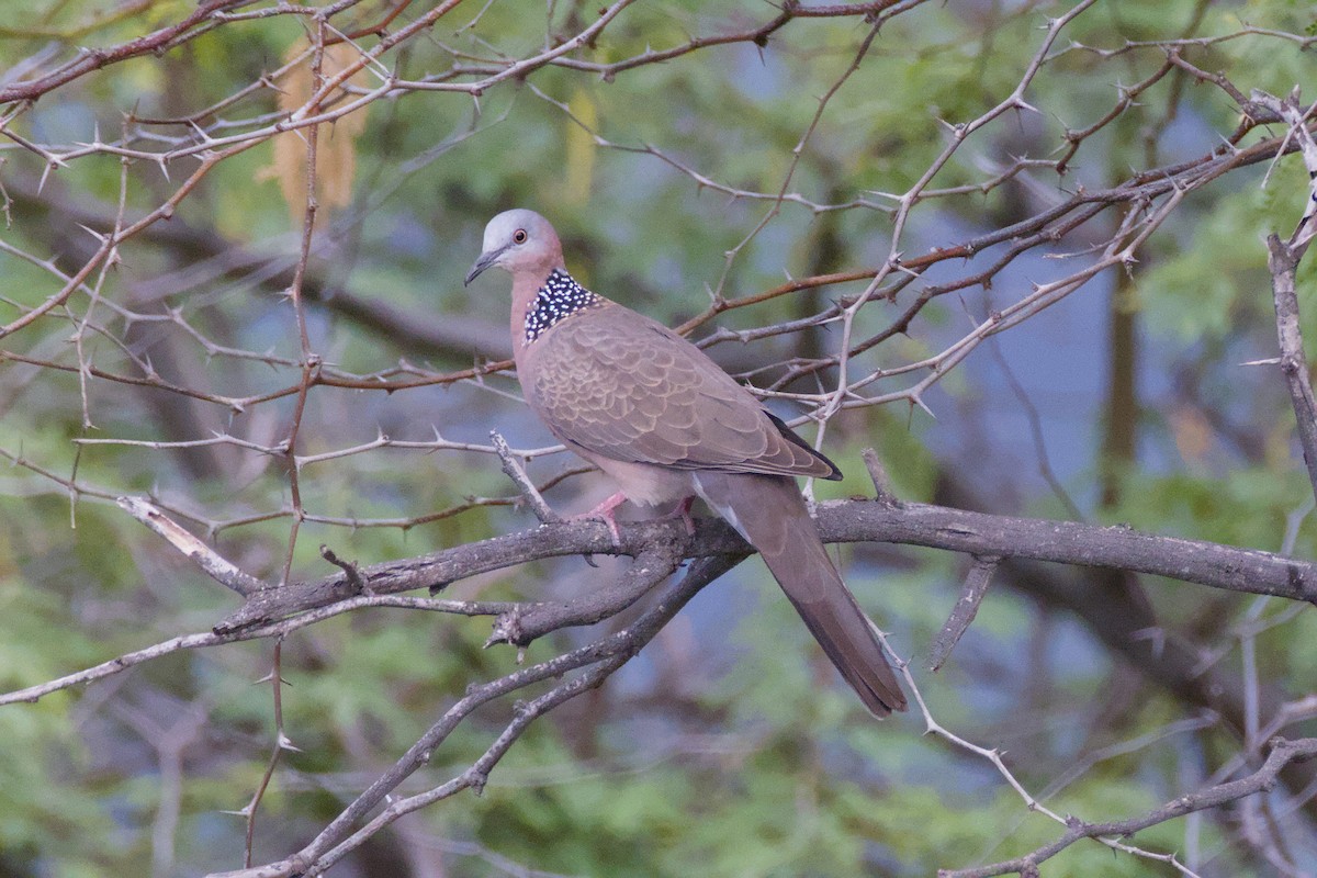Spotted Dove - ML646670804