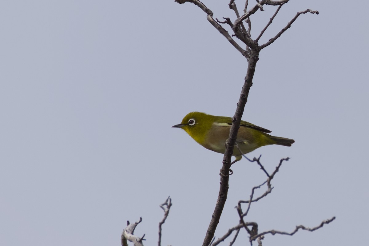 hagebrillefugl - ML646670805