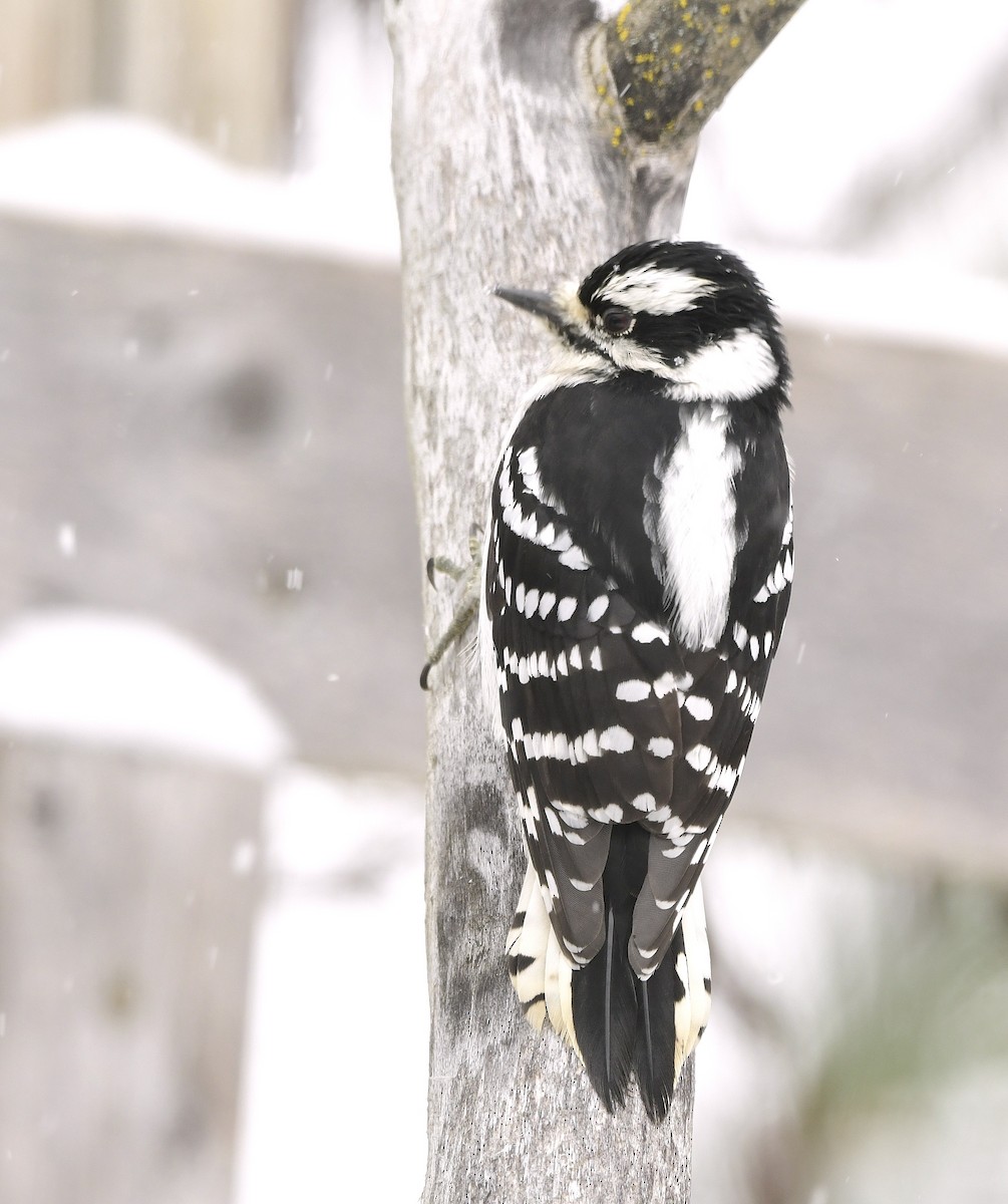 dunspett - ML646670806