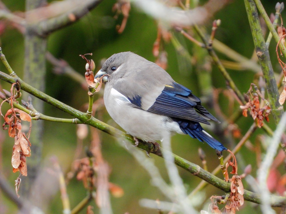 nymfedompap - ML646670807