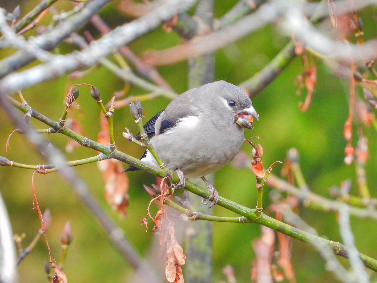 nymfedompap - ML646670808