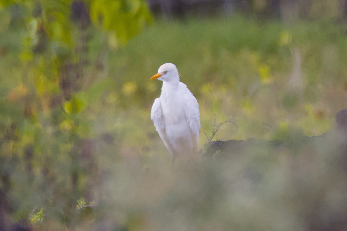 kuhegre - ML646670809