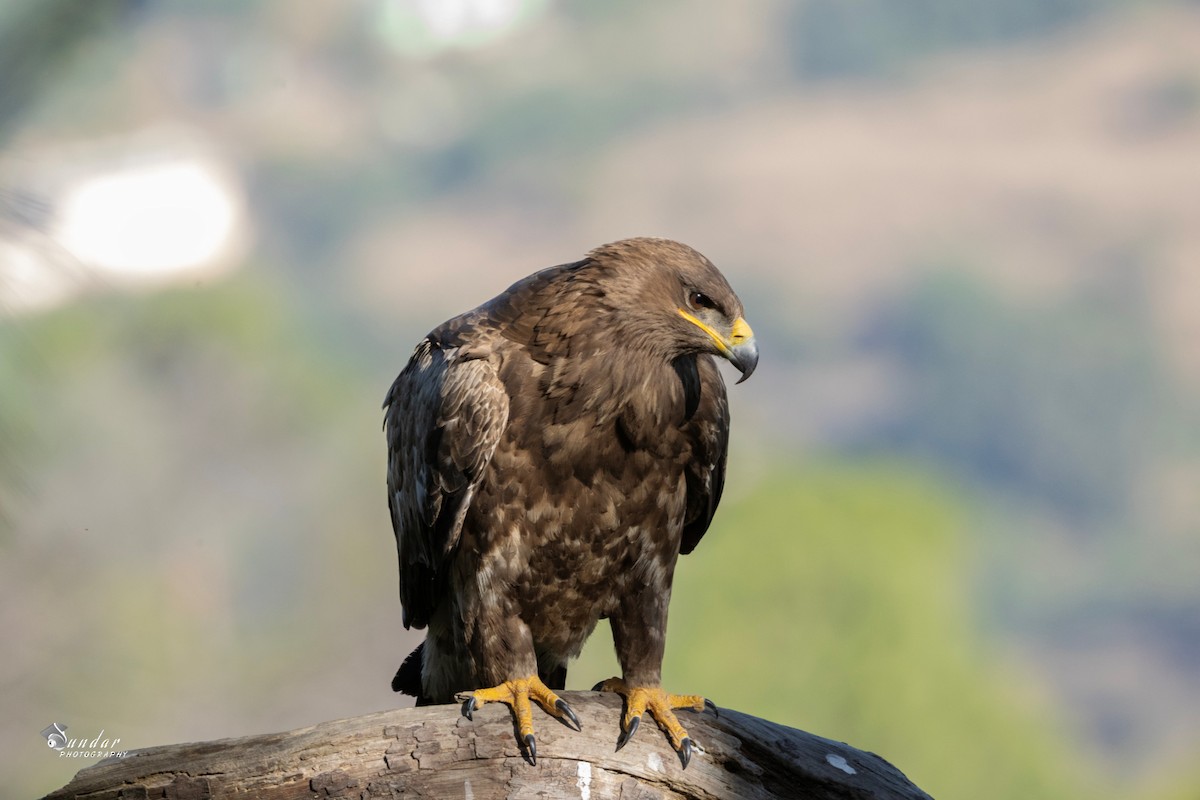 steppeørn - ML646670813