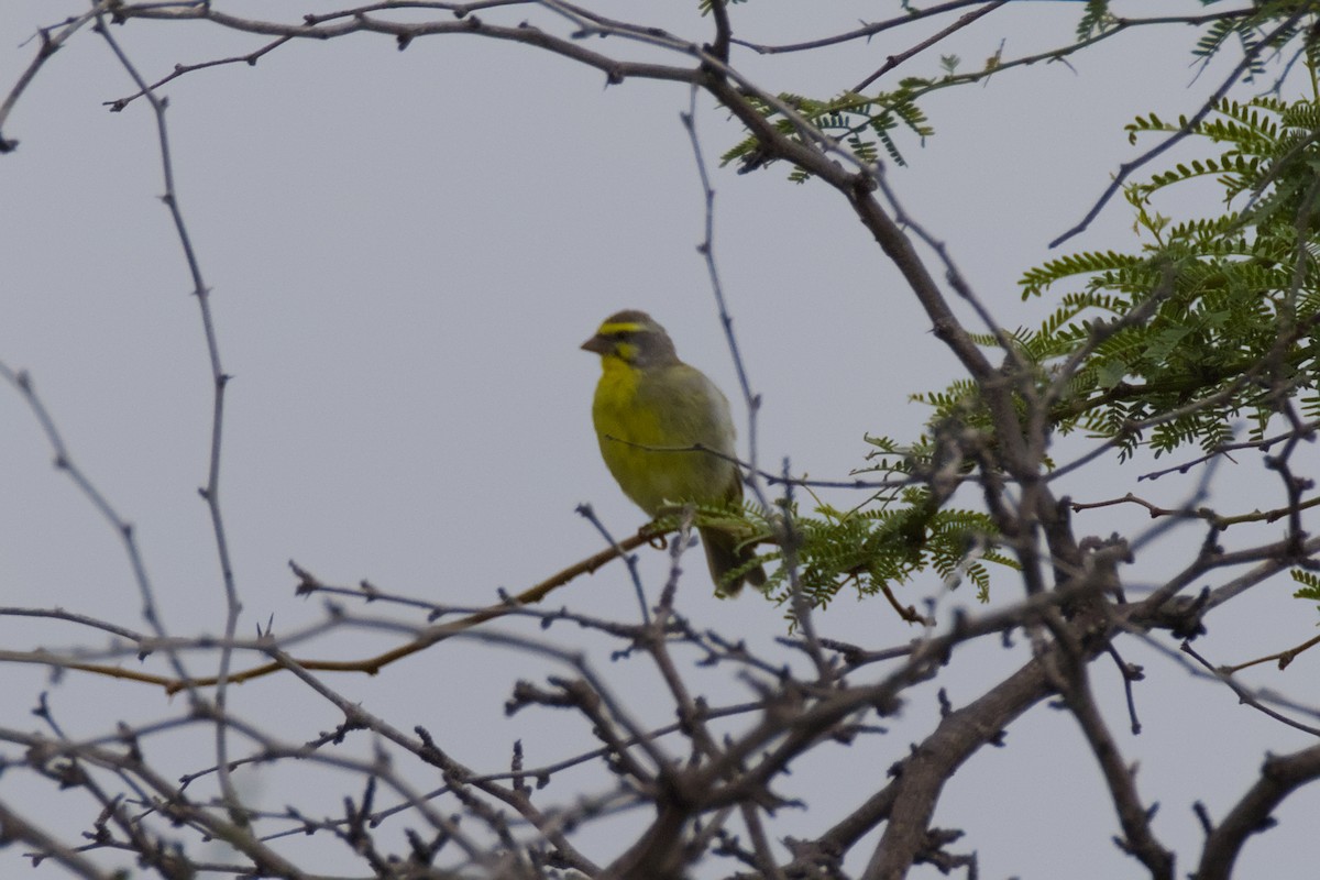 savanneirisk - ML646670814