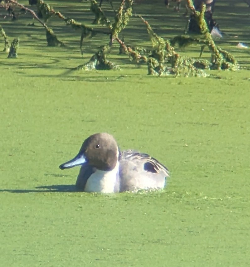 stjertand - ML646670815