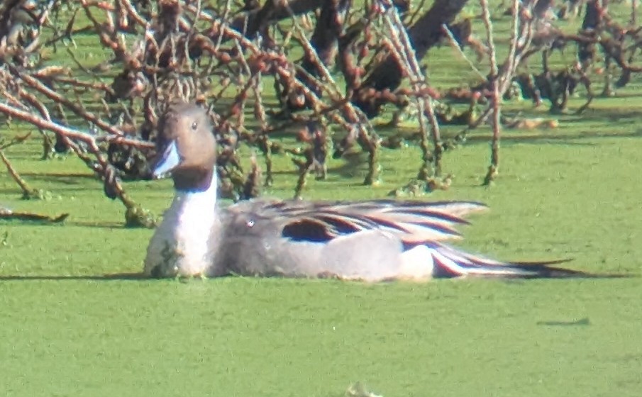 stjertand - ML646670816