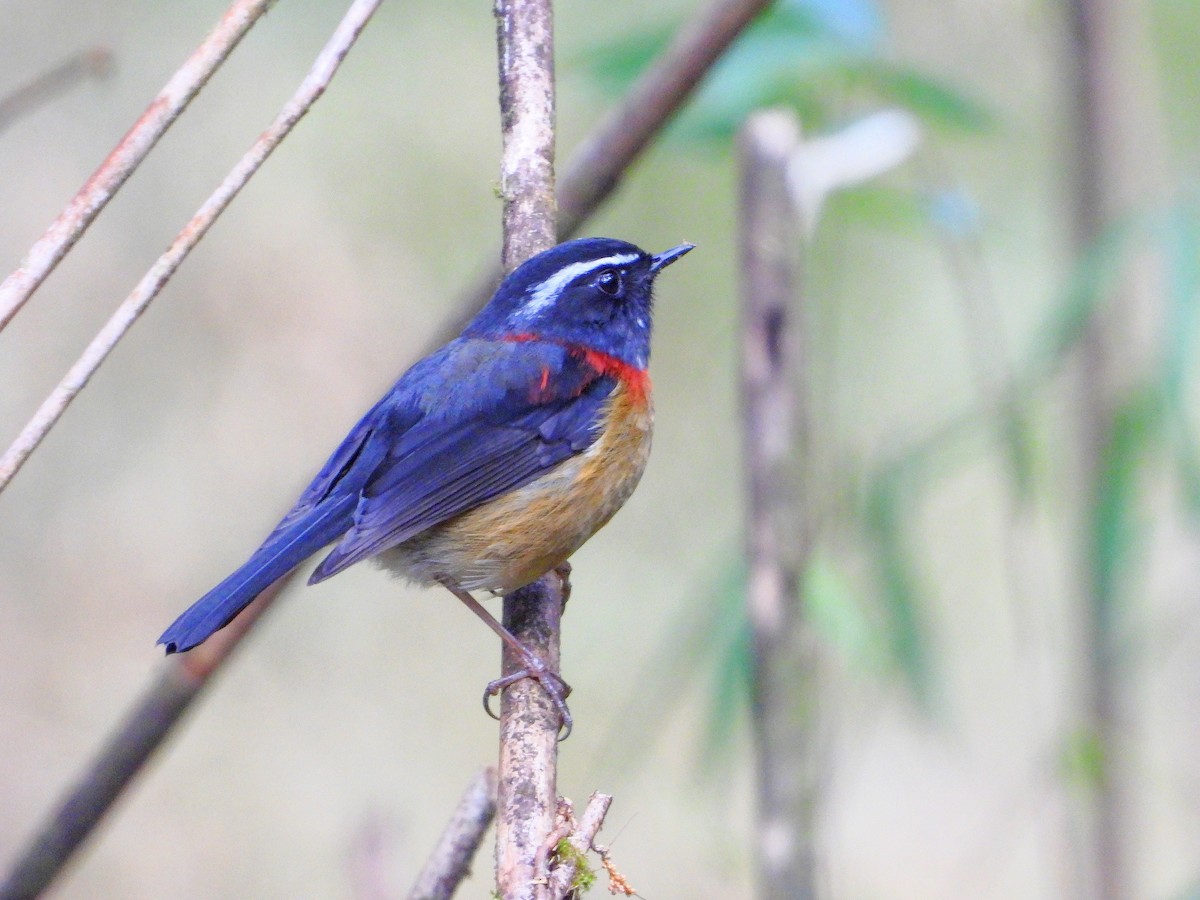 krageskvett - ML646670817