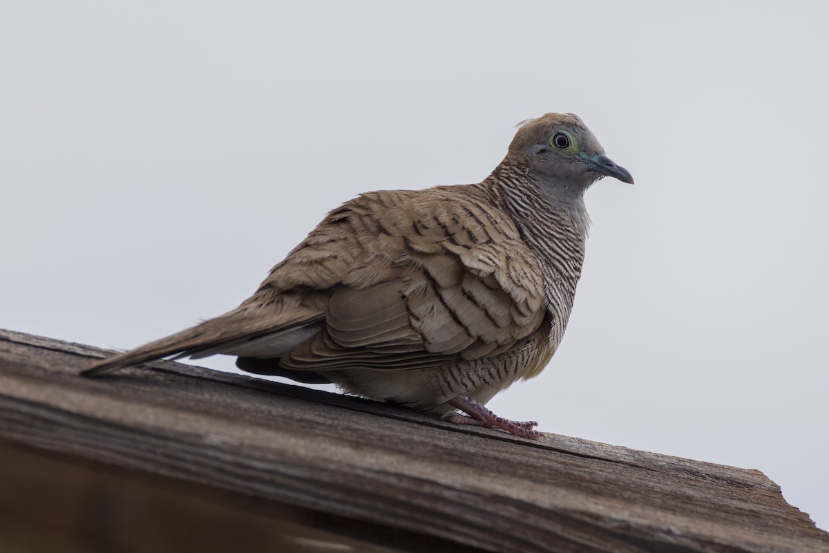 sebradue - ML646670818