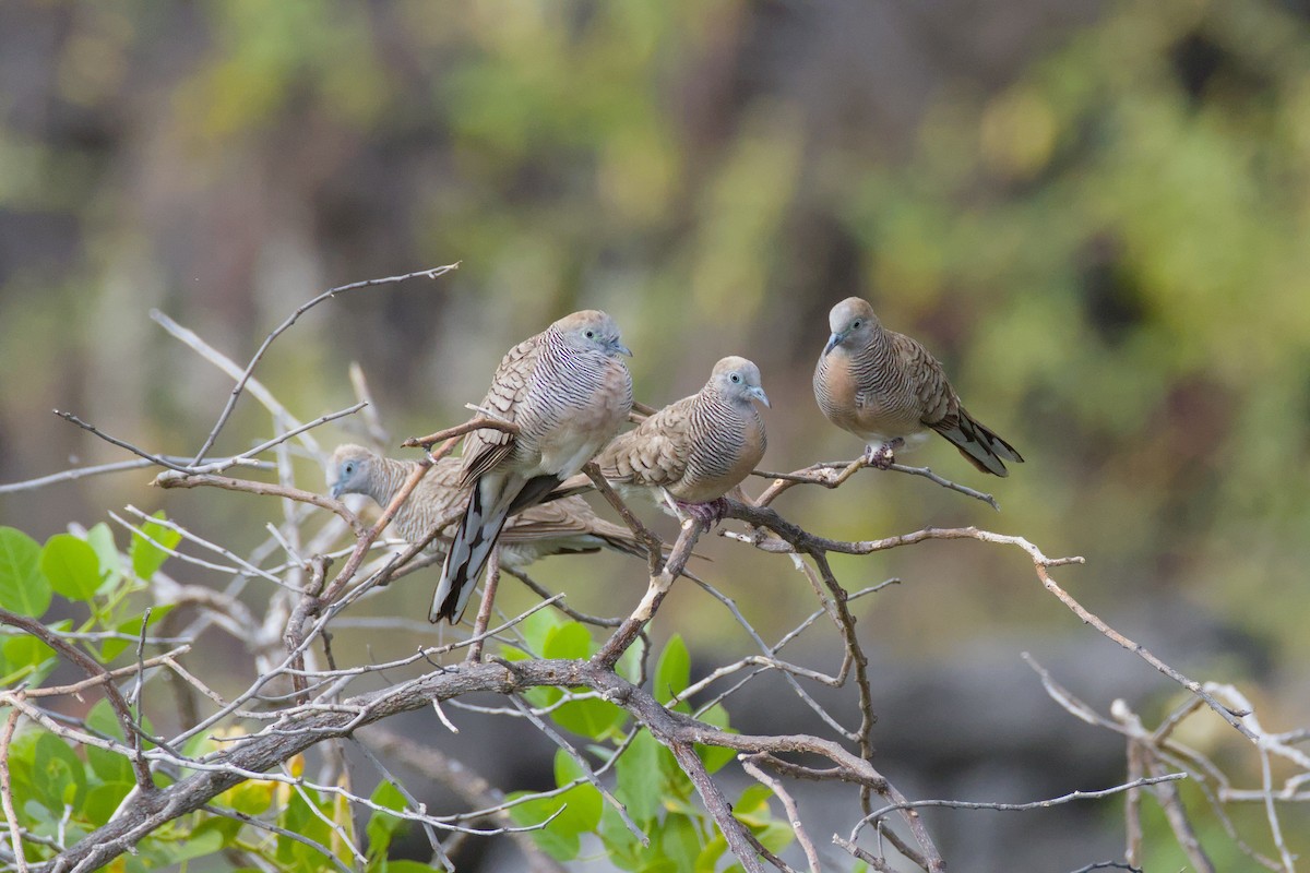 sebradue - ML646670819