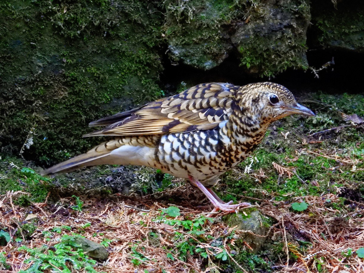 gulltrost - ML646670820