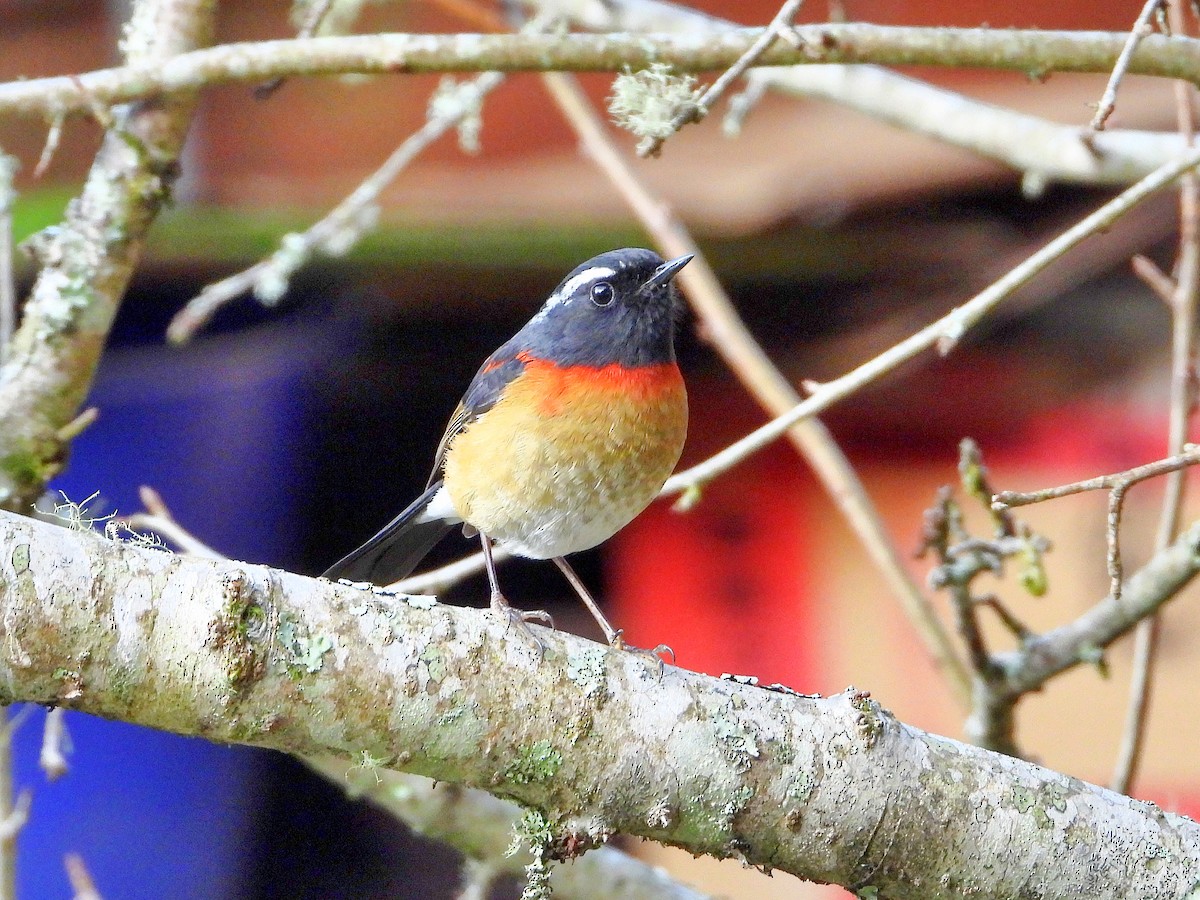 krageskvett - ML646670821