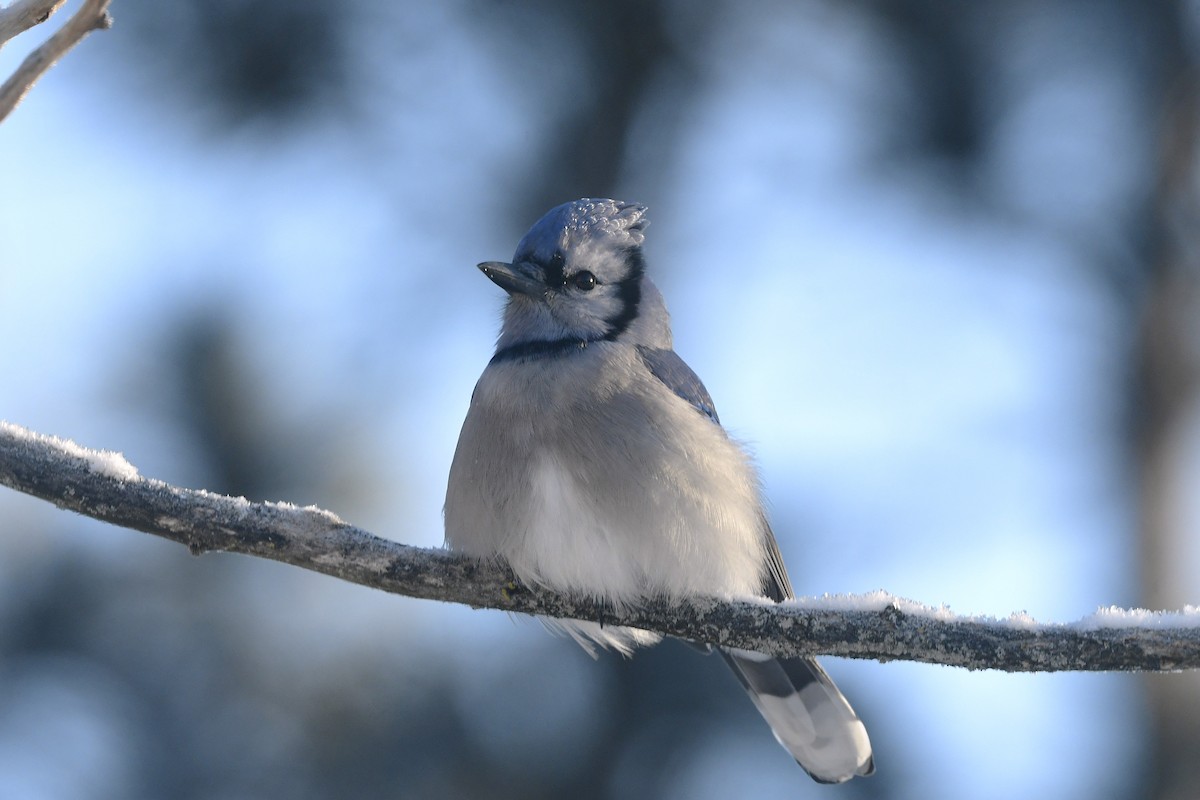 blåskrike - ML646670823