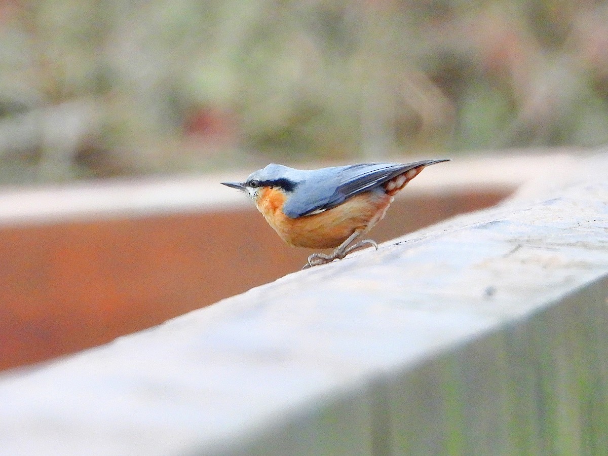 Eurasian Nuthatch - ML646670826