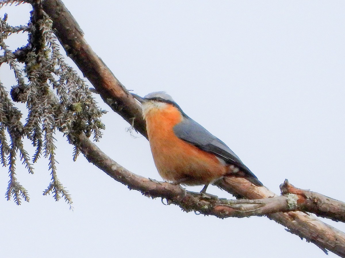 Eurasian Nuthatch - ML646670827