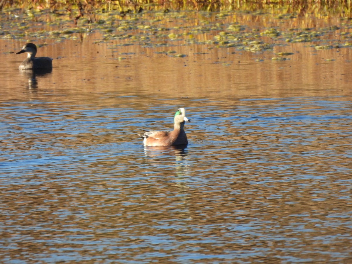 hvízdák americký - ML646670828