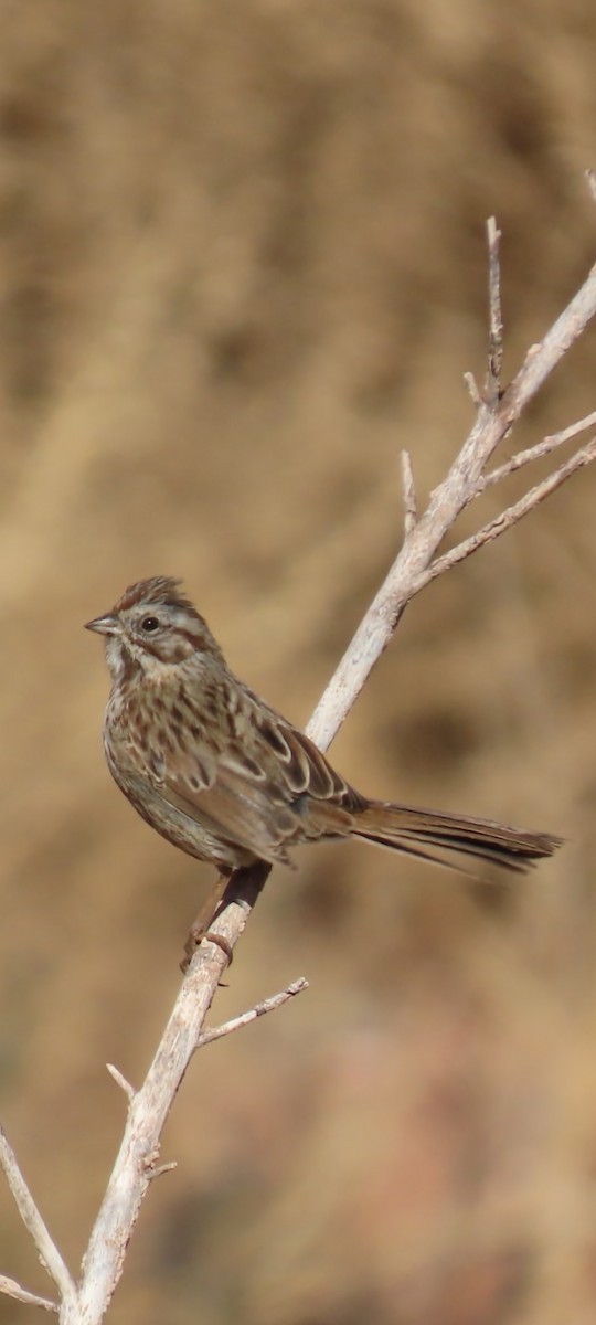 Bruant chanteur - ML646670829