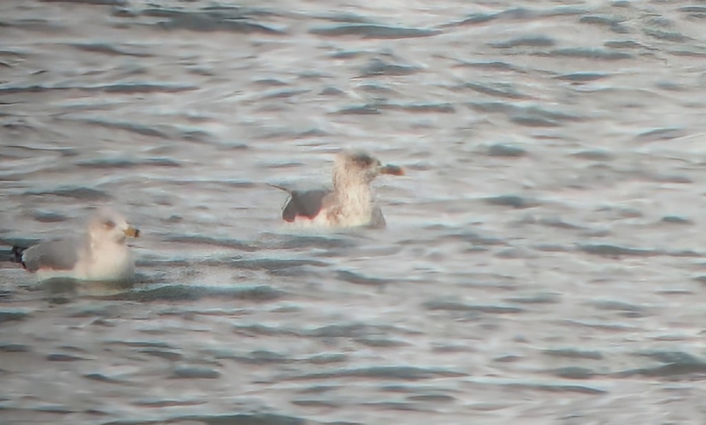 Lesser Black-backed Gull - ML646670832