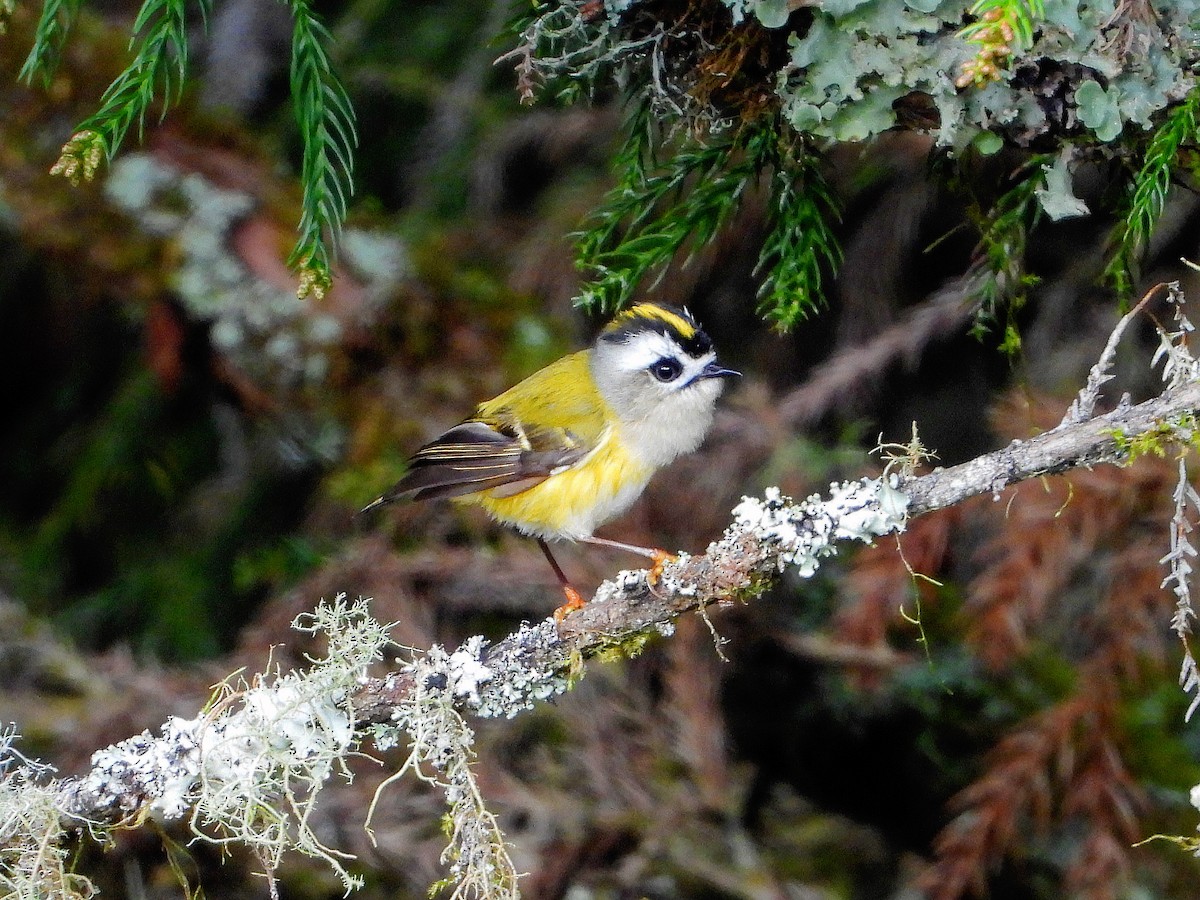 Flamecrest - ML646670833