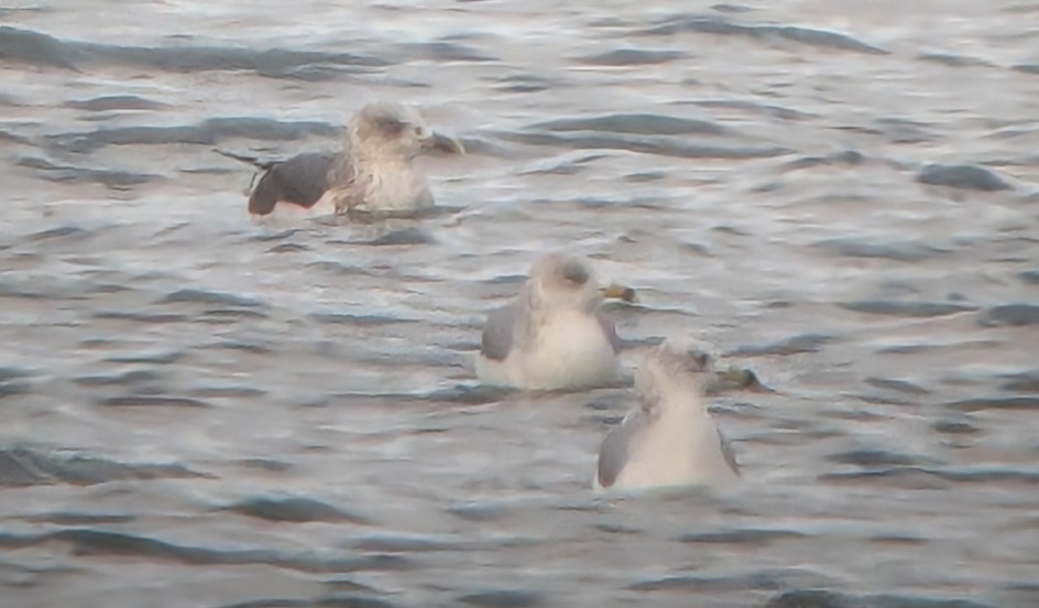 Lesser Black-backed Gull - ML646670834
