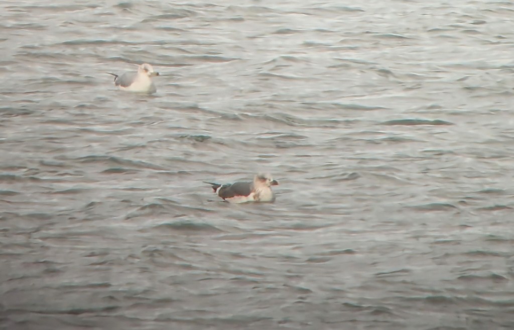 Lesser Black-backed Gull - ML646670835