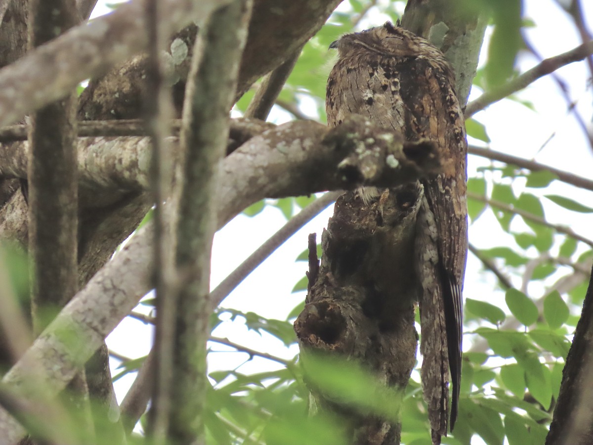 ハイイロタチヨタカ - ML646670837