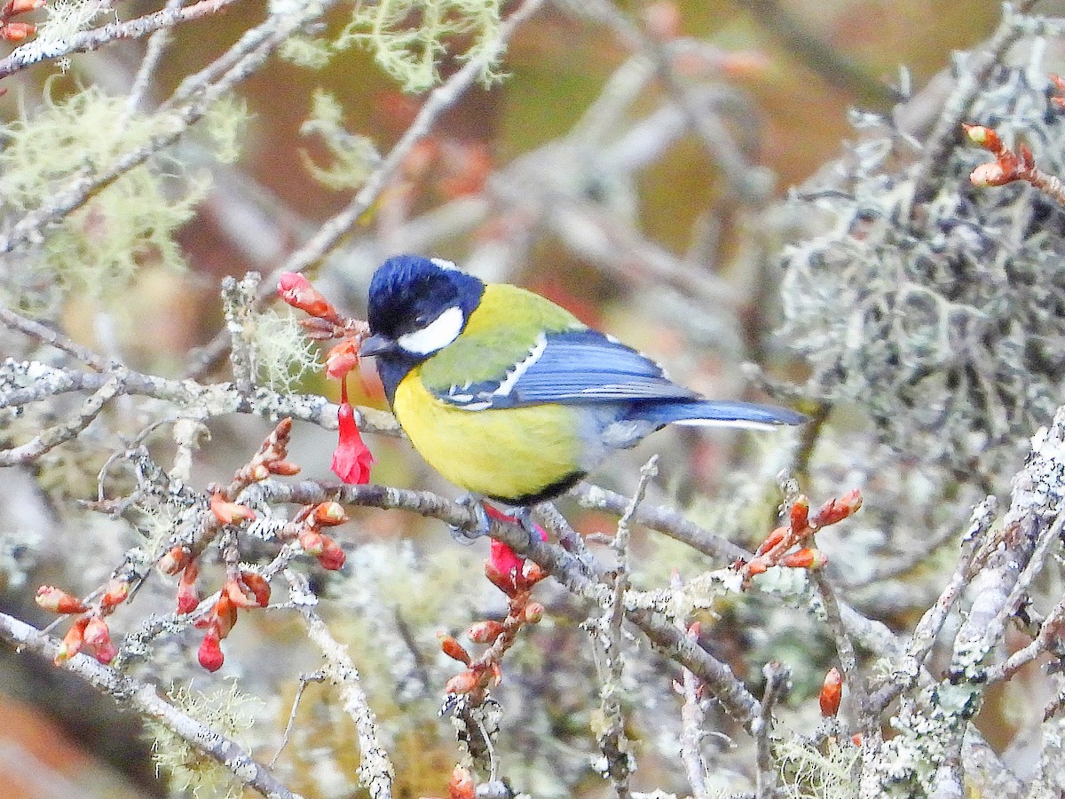 Bergkohlmeise - ML646670838