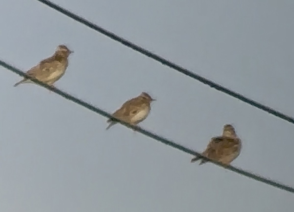 Alouette lulu - ML646670839