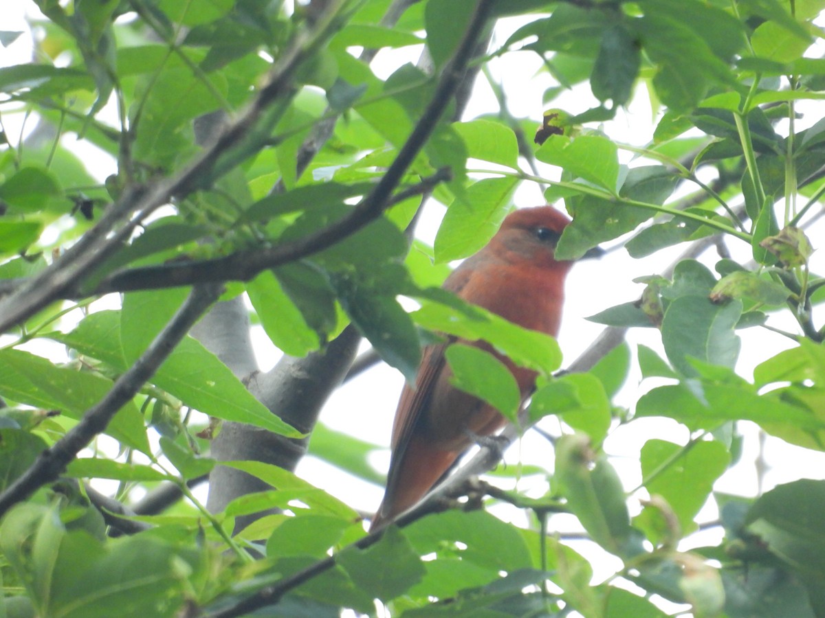 レンガフウキンチョウ - ML646670840