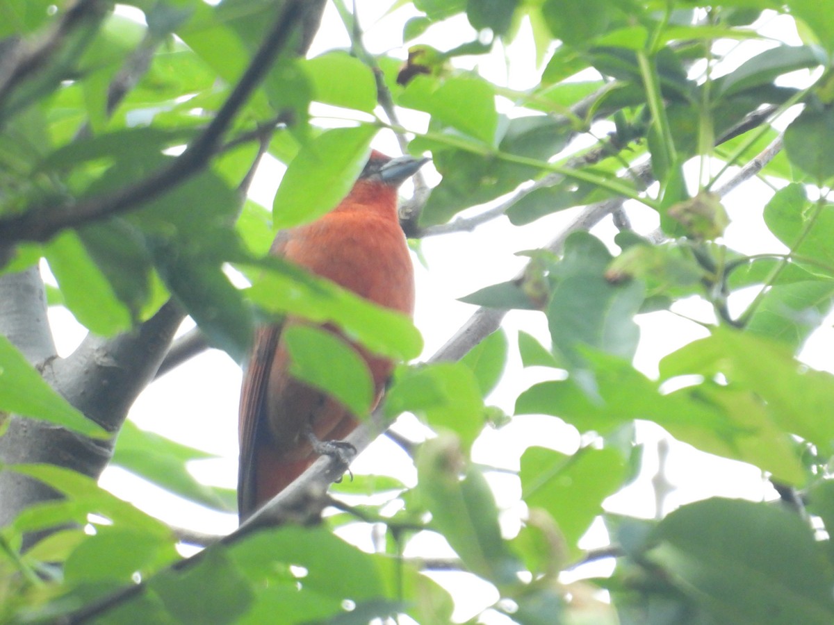 レンガフウキンチョウ - ML646670841