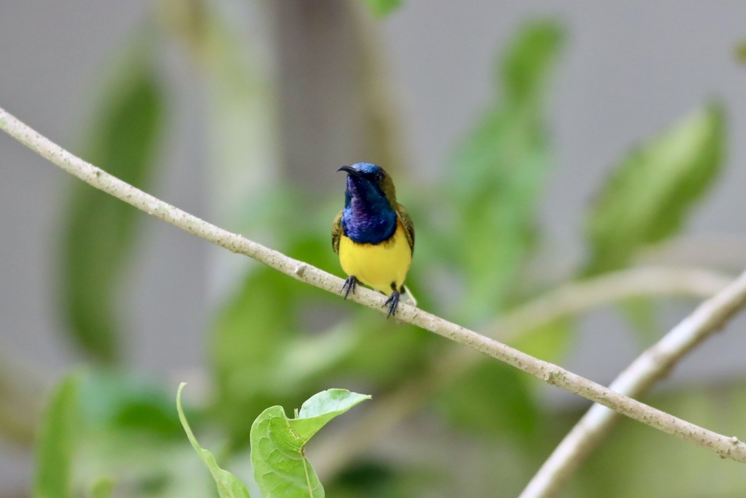 Ornate Sunbird - ML646670843