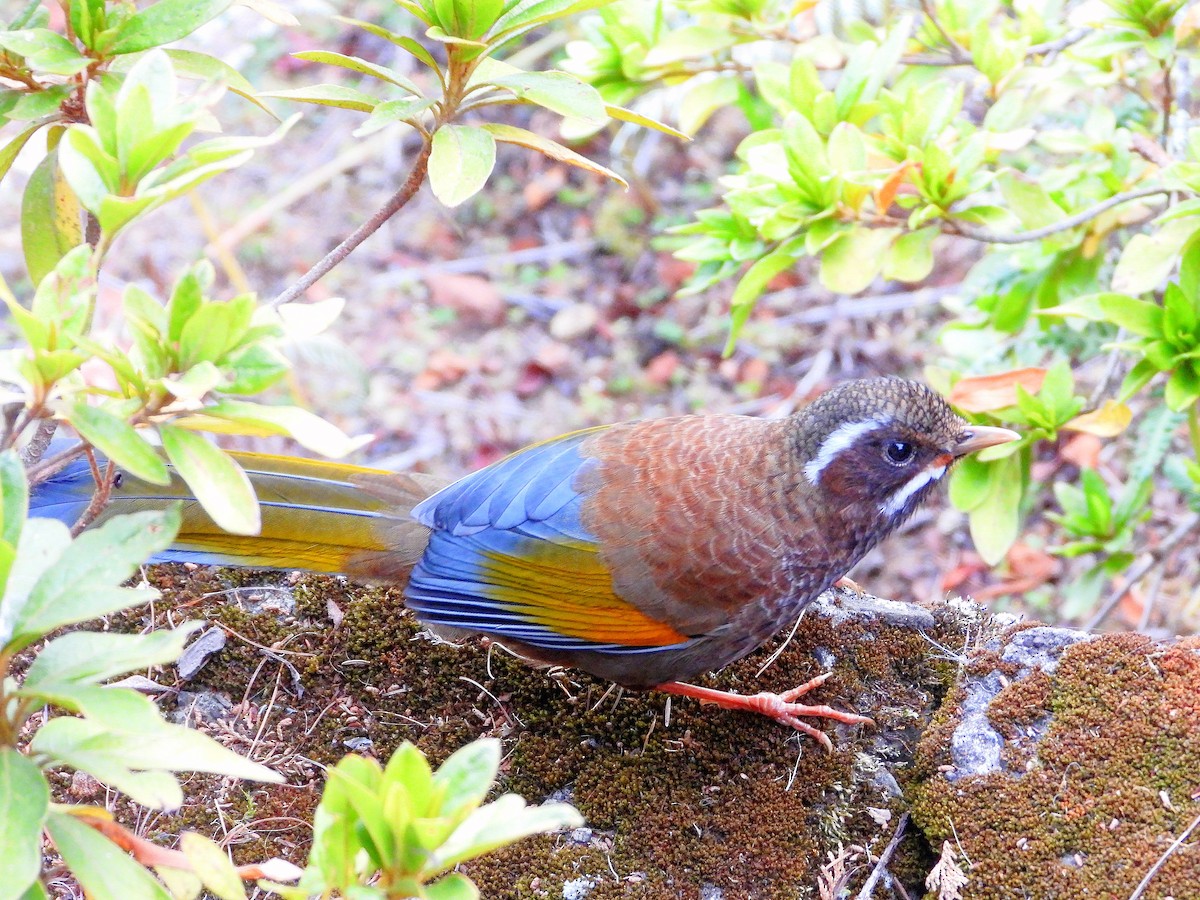 タイワンキンバネガビチョウ - ML646670844