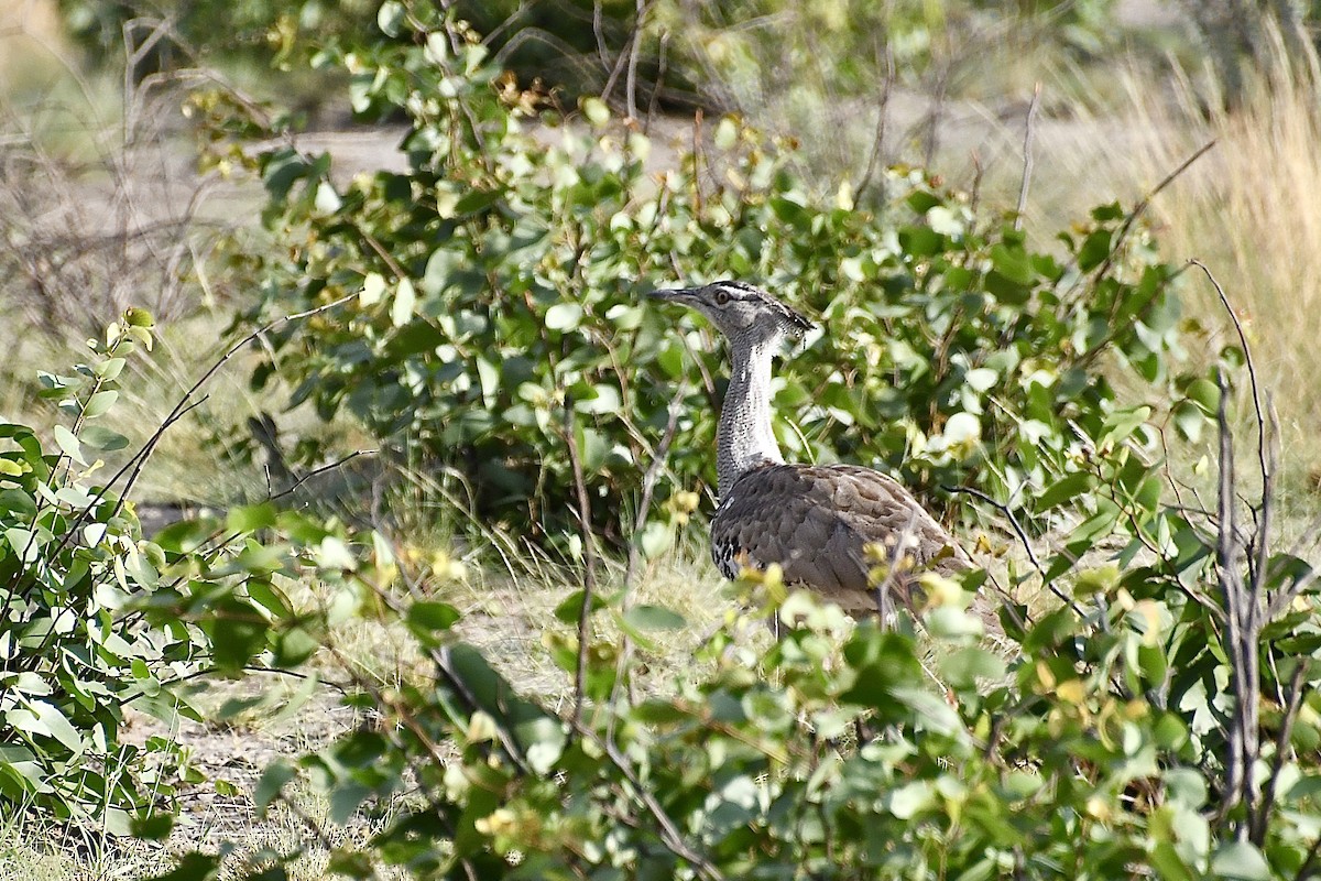 アフリカオオノガン - ML646670847