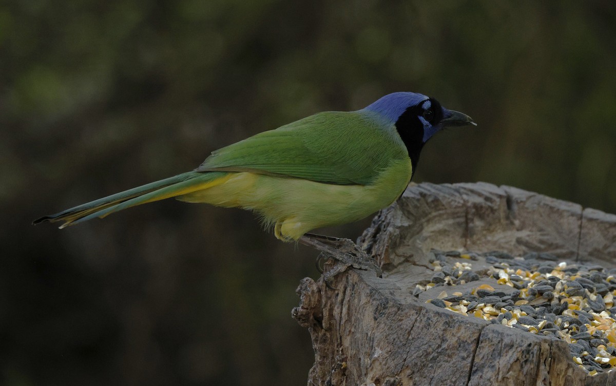 インカサンジャク - ML646670848