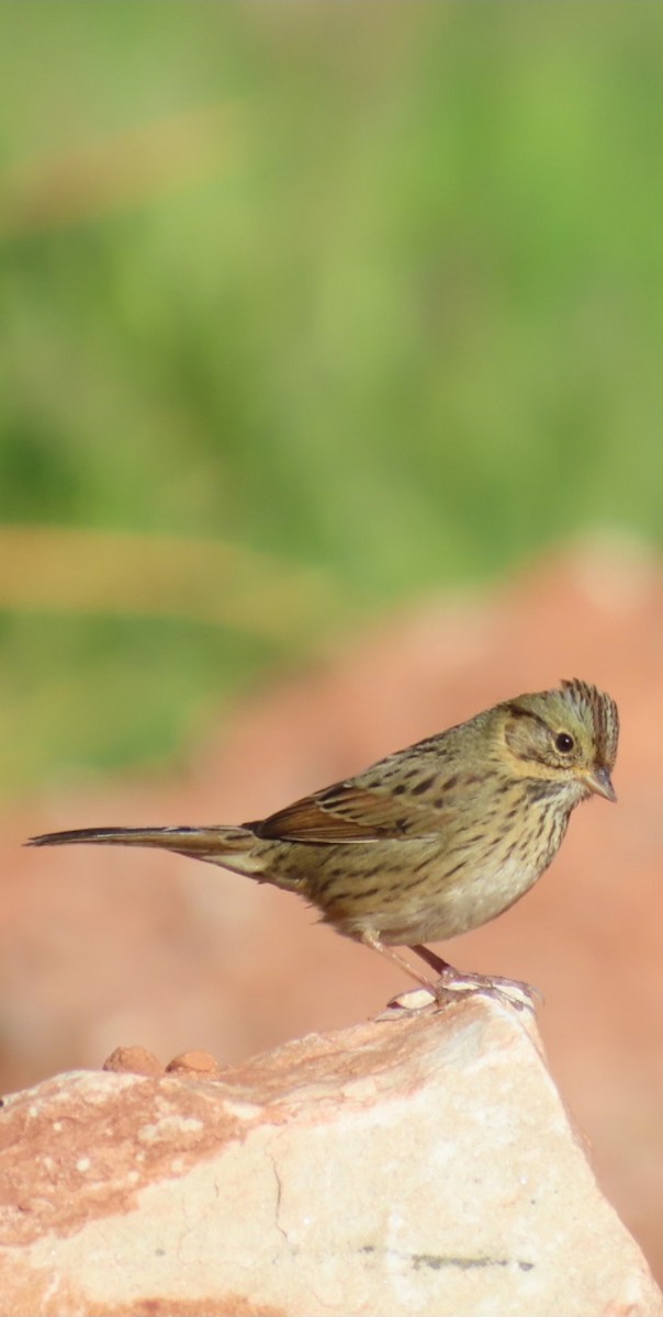 Lincoln's Sparrow - ML646670849