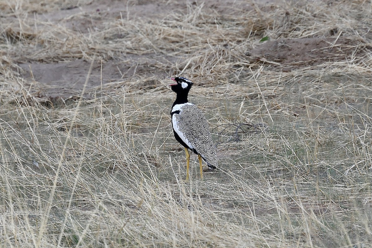 ハジロクロエリショウノガン - ML646670851
