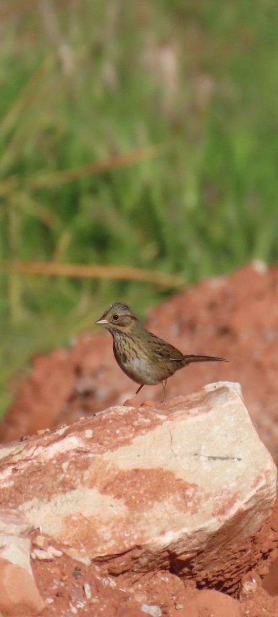 Lincoln's Sparrow - ML646670853