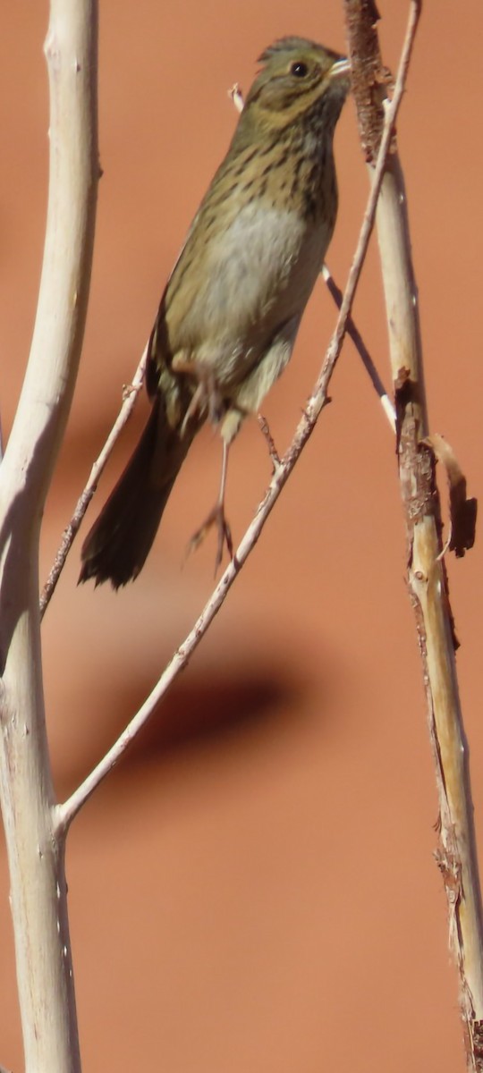 Lincoln's Sparrow - ML646670854