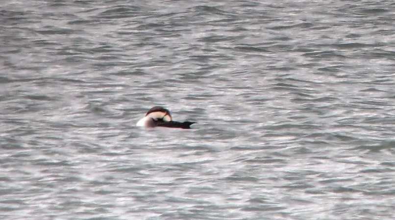 Pacific Loon - ML646670855