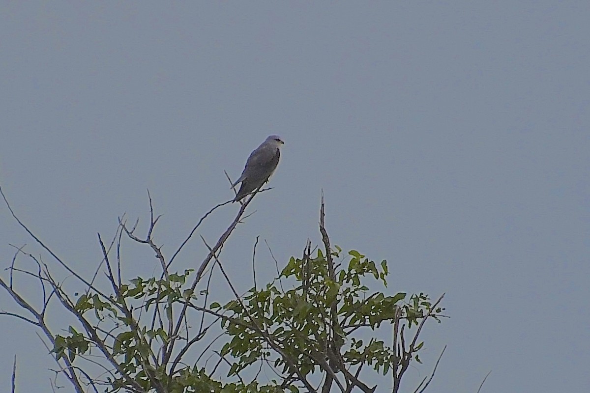 カタグロトビ - ML646670856